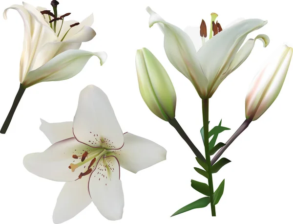 Isolato bianco giglio fiori set — Vettoriale Stock