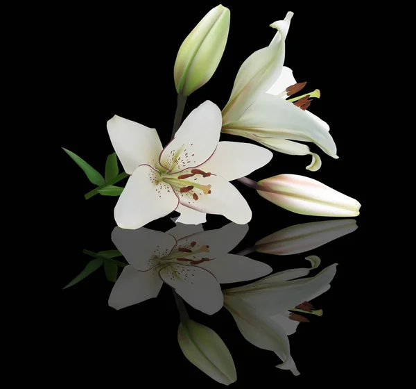 两朵白色百合花，花蕾，黑色的倒影 — 图库矢量图片