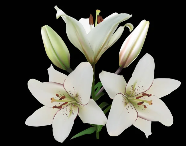 Branche de lys blanc avec trois fleurs sur noir — Image vectorielle