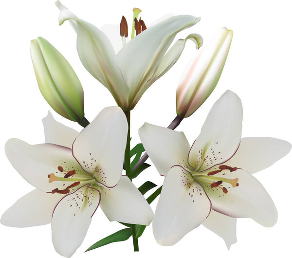 Три белых лилии цветут и два почки
