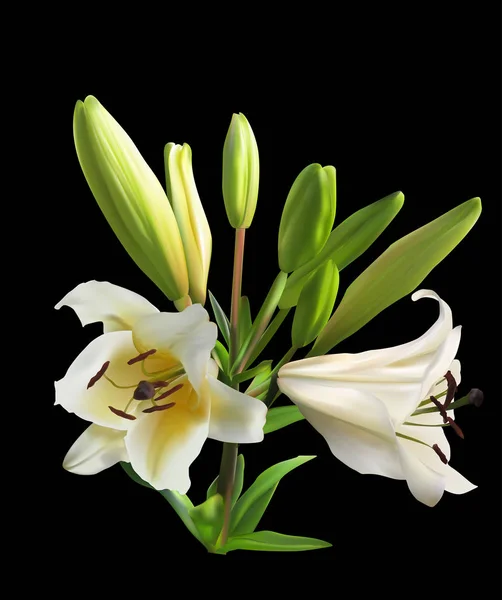 Dos aislados sobre flores de lirio blanco y amarillo negro — Vector de stock