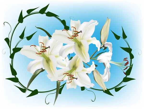 Beyaz zambak çiçekleri ve yeşil bukle