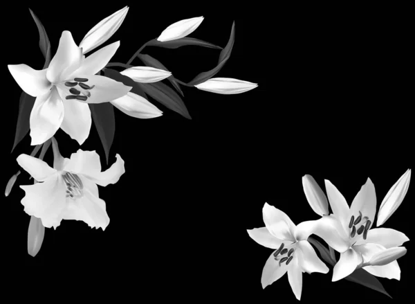 Weiße und graue Lilienblüten auf schwarz — Stockvektor