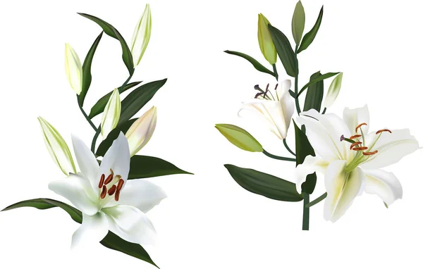 Yalnız iki beyaz zambak çiçeği — Stok Vektör