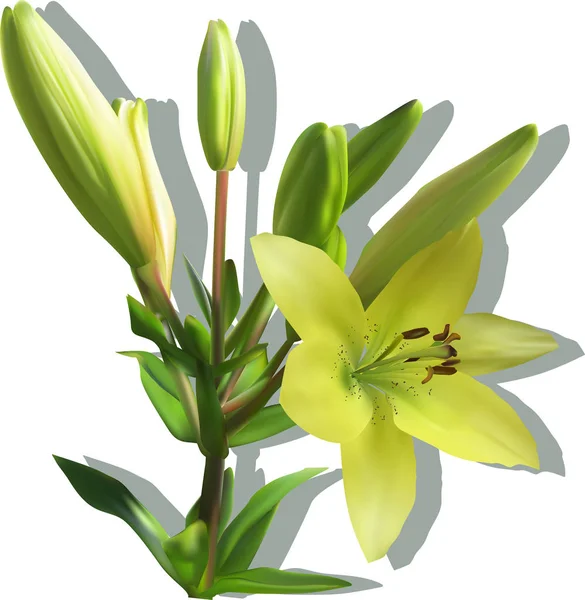 Gul lilja med en blomma och sju knoppar på vit — Stock vektor