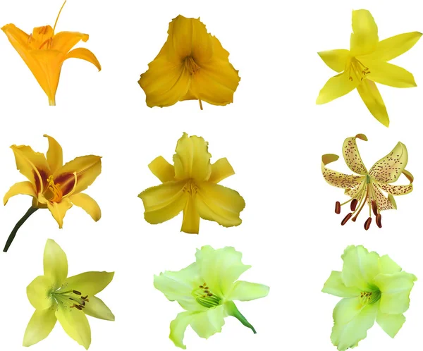 Nio isolerade gula liljekonvaljer samling — Stock vektor