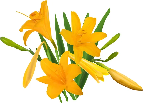 Gold yellow lily bunch isolated on white — Stock Vector