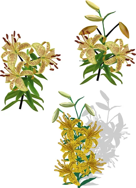 白花上有三朵斑驳的黄色百合花 — 图库矢量图片
