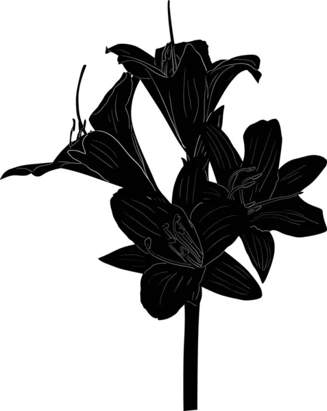 Lirio con tres flores negro boceto — Vector de stock