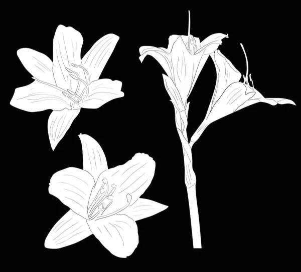 Три белых эскиза лилии, изолированных на черном — стоковый вектор
