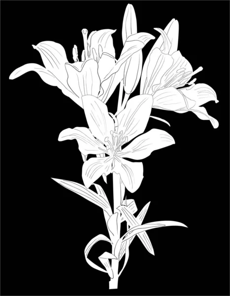 Esquisse de lis blanc avec trois fleurs sur noir — Image vectorielle