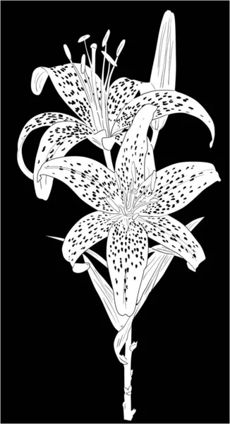 Esquisse fleur de lys tacheté blanc isolé sur noir — Image vectorielle