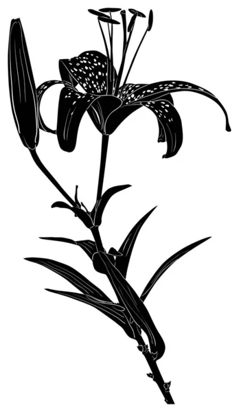 Black spotted lily sketch on white — ストックベクタ