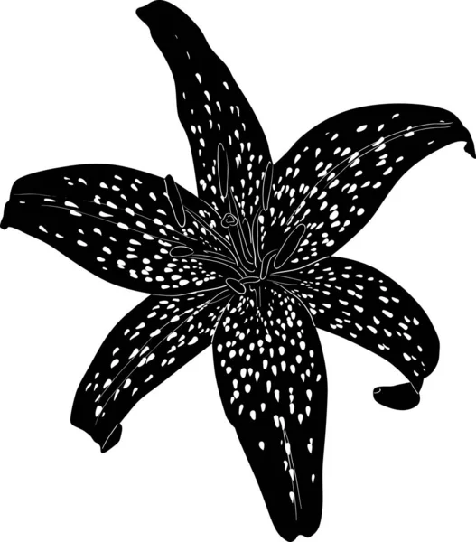 Czarny plamisty lilia kwiat szkic izolowany na białym — Wektor stockowy