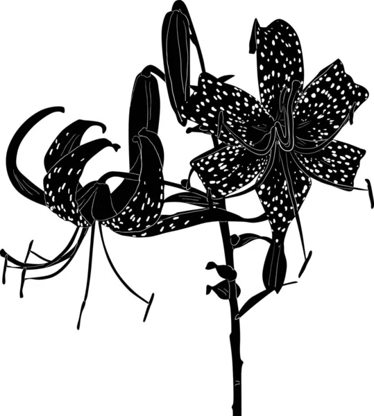 Zwart grote gevlekte lelie bloem schets op wit — Stockvector