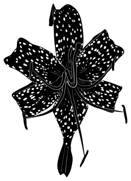 Czarny plamisty lilia duży kwiat szkic na biały — Wektor stockowy