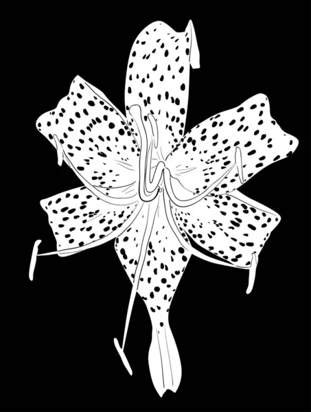 Beyaz benekli zambak siyah üzerine büyük çiçek çizimi