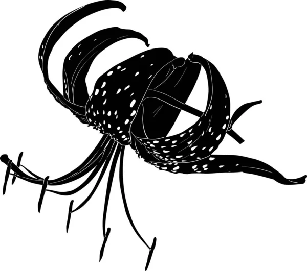 Ізольована чорна плямиста лілія великий квітучий ескіз — стоковий вектор