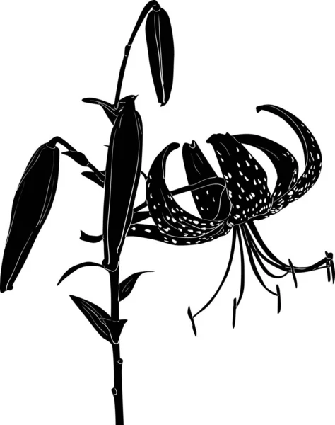 Large black spotted lily sketch on white — ストックベクタ
