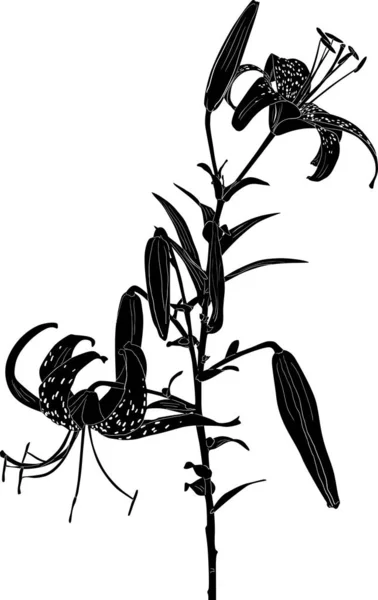 Stor svart tiger lilja skiss på vit — Stock vektor