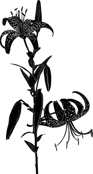 大きな花を持つ黒い斑点ユリのスケッチ — ストックベクタ
