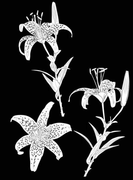 Siyah üzerine beyaz benekli zambak çizimleri