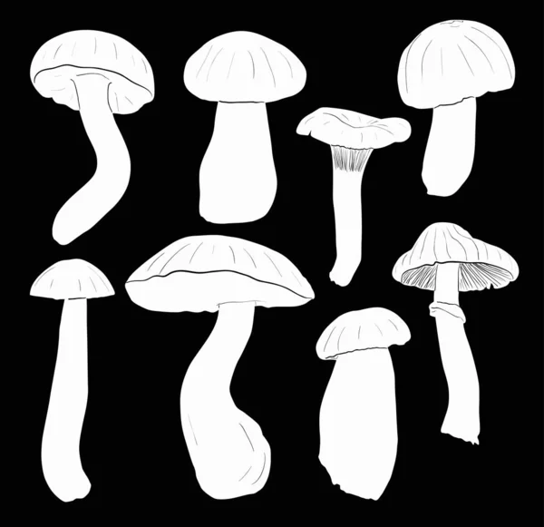 Eight edible mushrooms sketches on black — Stock Vector