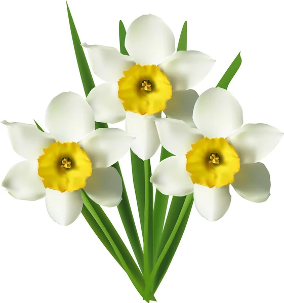 Ένα μάτσο από τρία άνθη νάρκισσου απομονωμένα στα λευκά — Διανυσματικό Αρχείο