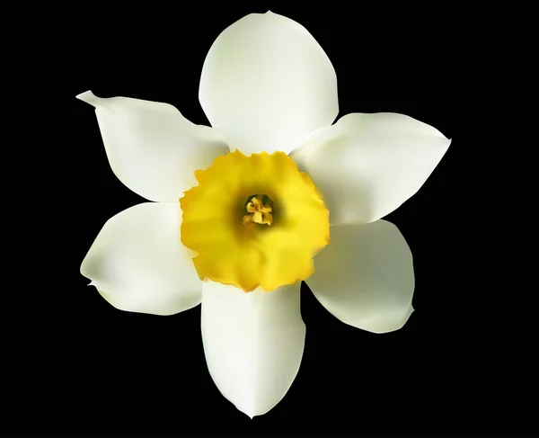Pojedynczy biały narcyz kwiat na czarny — Wektor stockowy