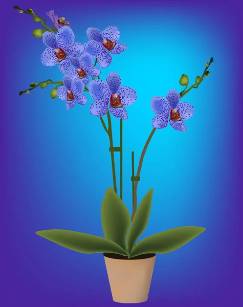 Blaue Orchideenblume im Topf Illustration — Stockvektor