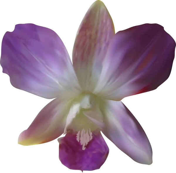 Orchidea lilla scura fioritura su bianco — Vettoriale Stock