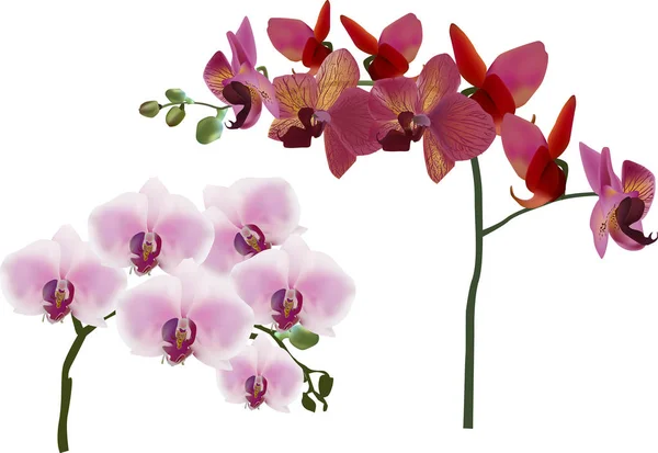 Donker en licht roze orchideeën geïsoleerd op wit — Stockvector