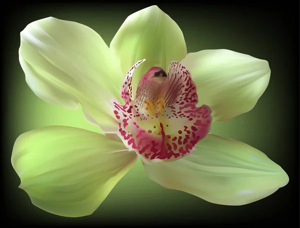 Giallo con la fioritura rossa del orchid del centro su sfondo scuro — Vettoriale Stock