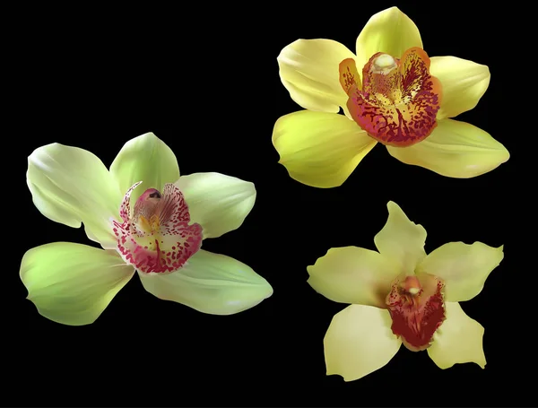 Три желтых с красной центральной орхидеей цветет на черном — стоковый вектор