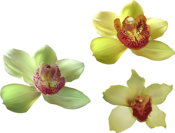 Tre giallo con le fioriture rosse del orchid del centro su bianco — Vettoriale Stock