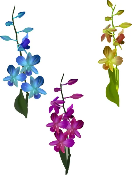 Tres orquídeas de color oscuro aisladas en blanco — Vector de stock