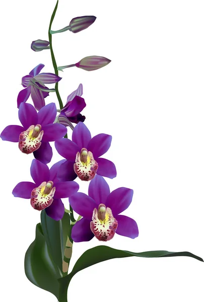 紫色兰花，绿叶，白色隔离 — 图库矢量图片