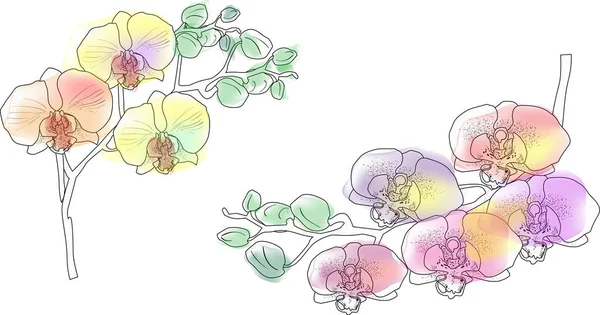 Deux esquisses d'orchidées de couleur sur fond blanc — Image vectorielle