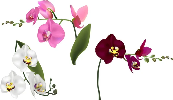 Três isolados em fluxos de orquídeas brancas — Vetor de Stock