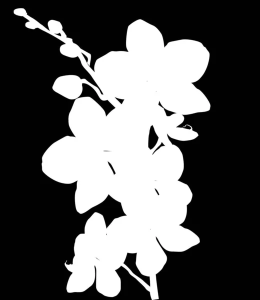 Singola silhouette orchidea isolata su nero — Vettoriale Stock