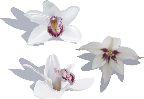 Drie witte orchidee bloeit met donkere centra — Stockvector