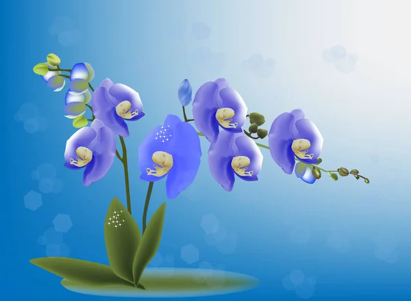 Blaue Orchideenblume mit grünen Blättern Illustration — Stockvektor