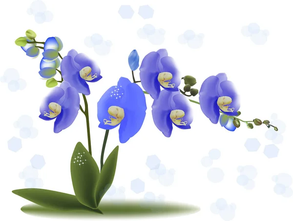 Blå orhid blomma med gröna blad på ljus bakgrund — Stock vektor