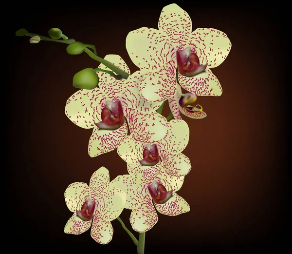 Шесть желтых цветов орхидеи на темном фоне — стоковый вектор