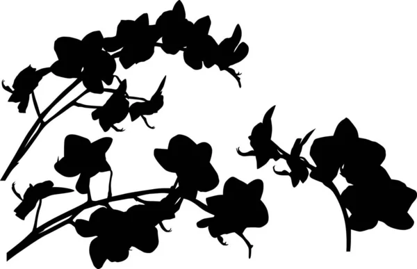 Trzy czarne na białym tle oddziałów orchidea — Wektor stockowy