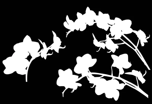 三根白色孤立的兰花枝条 — 图库矢量图片