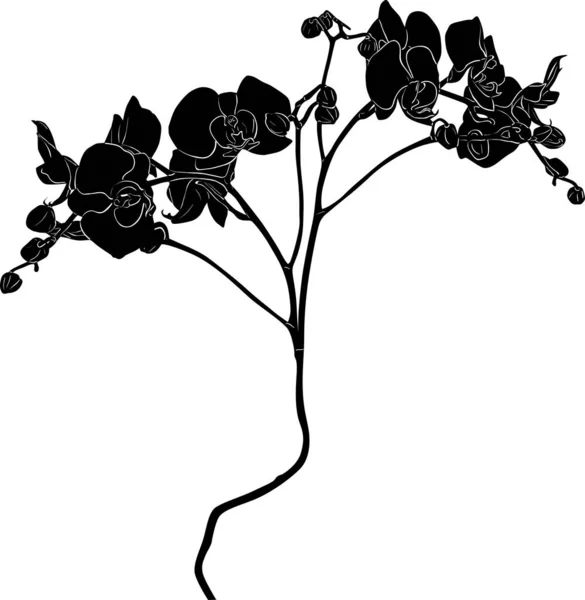 大きな花柄の蘭の枝黒のスケッチ — ストックベクタ