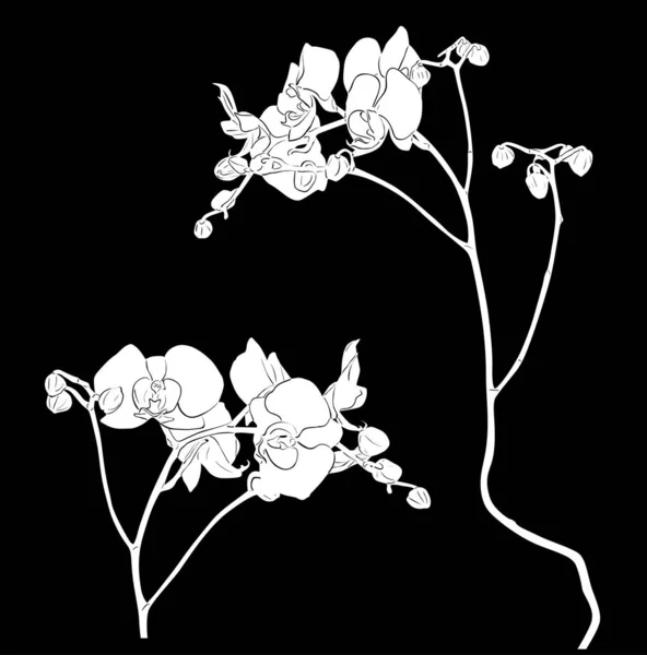 Dos ramas de orquídea bocetos en negro — Vector de stock