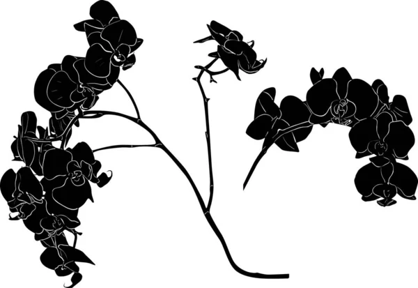 Deux branches d'orchidée noires croquis illustration — Image vectorielle