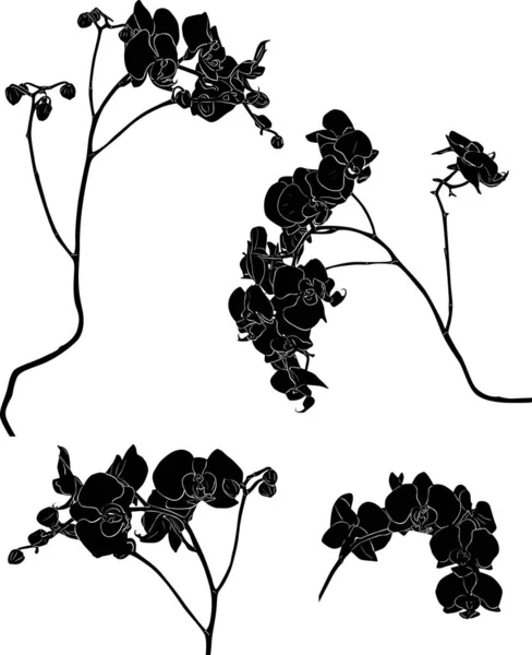 Vier schwarze Orchideenzweige Skizzen Illustration — Stockvektor